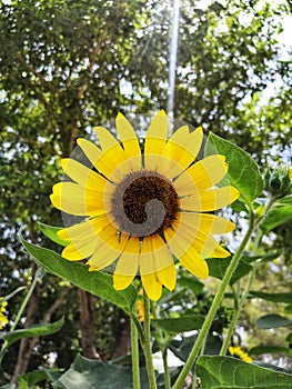 Sunflower ray of sun