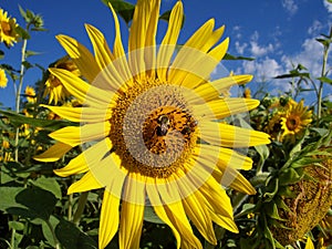 Sunflower Rays