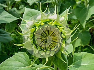 Sunflower Ready to Bloom Helianthus Annuus