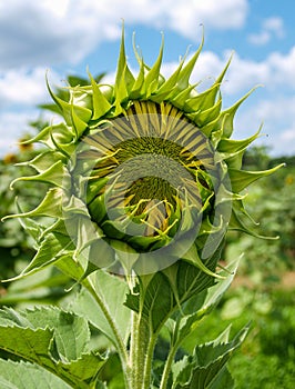 Sunflower Ready to Bloom Helianthus Annuus