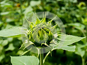 Sunflower Ready to Bloom Helianthus Annuus