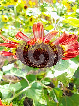 Sunflower Red - Upside down