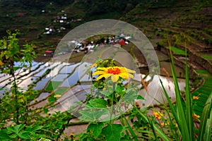 Sunflower on rice terrace photo