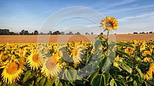 Sunflower rising above the rest