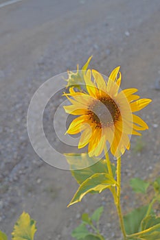 Sunflower by road