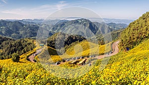 sunflower road and mountain in Thung Bua Tong Fields at Doi Mae U Kho