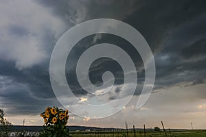 Sunflower with rotating thunderstorm in Transylvania, Romania