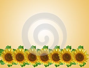 Sunflower in a row