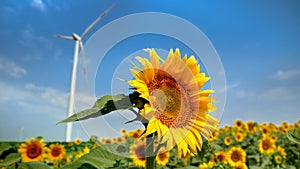 Sunflower's perspective: Wind power turbines and electric windmills spinning on a windy sunny day