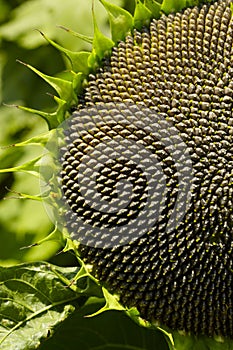 Sunflower`s seed closeup