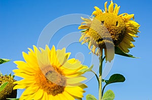 Sunflower with  sad physiognomy sadness, despair, depression, old age - concept