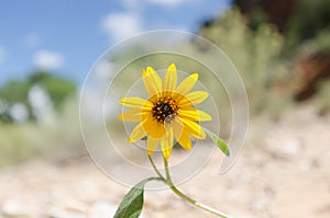 Sunflower on the sand