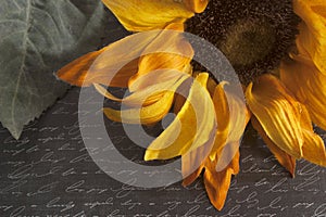 Sunflower on Script Written Background