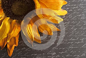 Sunflower on Script Written Background