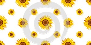 Sunflower seamless pattern on a white background