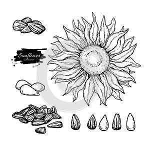 Sunflower seed and flower vector drawing set. Hand drawn isolated illustration. Food ingredient sketch.