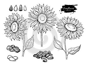 Sunflower seed and flower vector drawing set. Hand drawn isolated illustration. Food ingredient sketch.