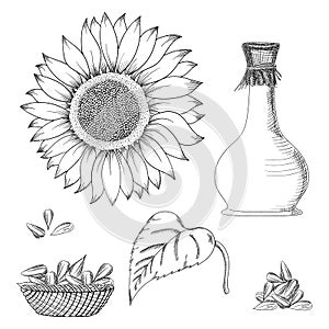 Sunflower seed and flower vector drawing set. Hand drawn isolated illustration. Food ingredient vintage sketch.