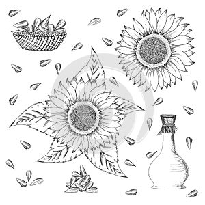 Sunflower seed and flower vector drawing set. Hand drawn isolated illustration. Food ingredient vintage sketch.