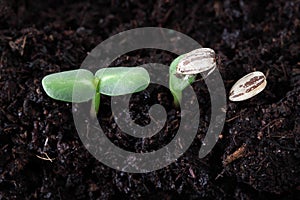 Sunflower seed germination photo