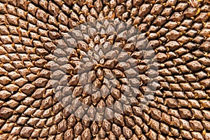 Sunflower seed head - detail