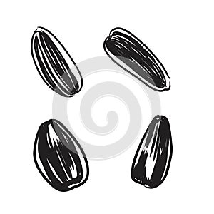 Sunflower seed isolated on white background. Hand drawn sketch. Vector illustration.