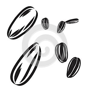 Sunflower seed isolated on white background. Hand drawn sketch. Vector illustration.