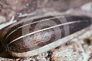 Sunflower seed macro