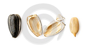 Sunflower seed, shell and kernel on a white. The view of the top.