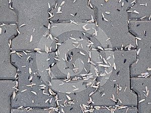 Sunflower seed shells on the pavement