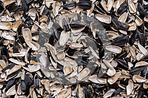 Sunflower seed shells isolated on white background