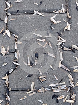 Sunflower seed shells on the pavement