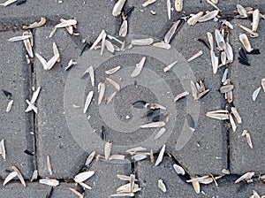 Sunflower seed shells on the pavement