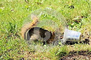 Sunflower Seed Squirrel Sunny Day 02