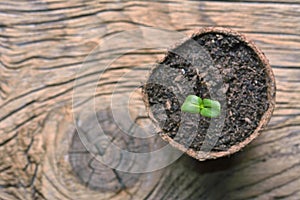 Sunflower seedling bursting from its seed casing.