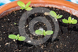 Sunflower seedlings in a flower pot