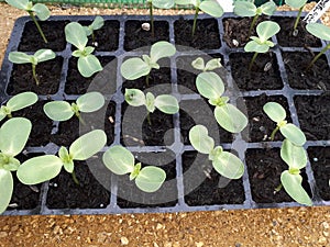 Sunflower seedlings in growing tray