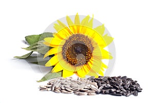 Sunflower seeds