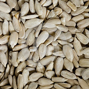 Sunflower seeds