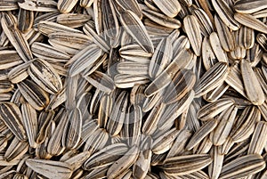 Sunflower Seeds