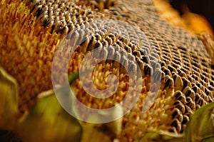 Sunflower Seeds