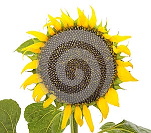 Sunflower with seeds.