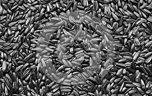 Sunflower seeds background