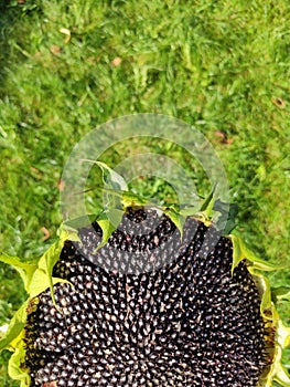 Sunflower seeds close up