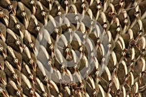 Sunflower seeds close-up