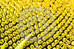 Sunflower seeds. corolla