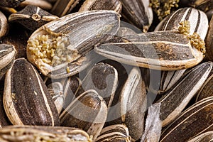 sunflower seeds corrupted with pantry flour moths