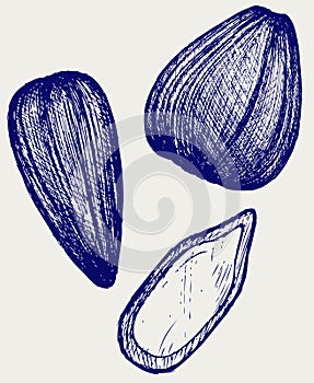 Sunflower seeds. Doodle style