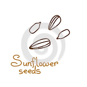 sunflower seeds hand drawn graphics element for packaging design of seeds or snack. Vector illustration in line art