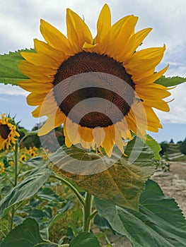 Sunflower seeds healthy medicine blader